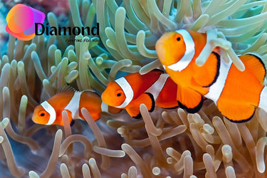 Nemo Diamond Painting for you